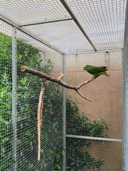 Amazonan surinamsky - 6