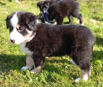 Border kolie - štěňata - 6