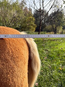 Mechanický jezdící kůň - 6