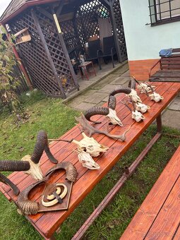 Unikátní kolekce loveckých trofejí – srnčí, mufloní, divočák - 6