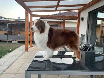 Australsky ovciak - Krytie, PP - 6