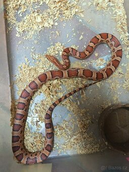Užovka červená Dospělci Ověření - 6