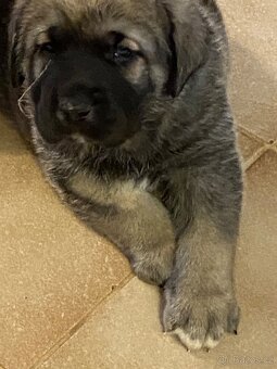 Španělský mastin- nabízíme štěňátka k odběru po 20.lednu - 6