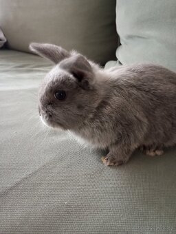 Zakrslý beránek králíček - 6