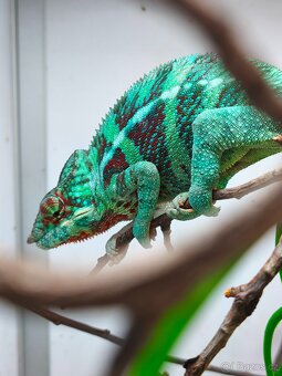 Furcifer pardalis - 6