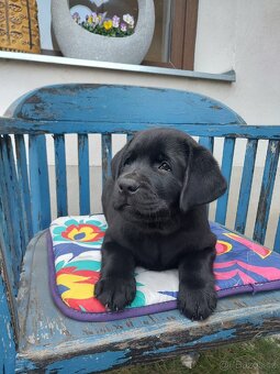 Labradorský retrívr s PP - 6