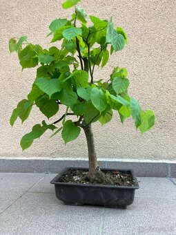 Bonsai, Bonsaj, jamadori, lípa srdčitá - 6