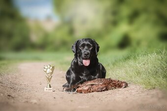 Labradorský retriever s PP - černá štěňátka - 6