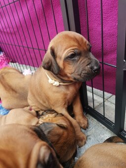 Rhodéský ridgeback - štěňátka k rezervaci 🩷💙 - 6