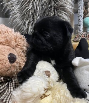 Mops s PP - 6