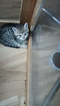 Britská whiskas koťátka s PP - 6