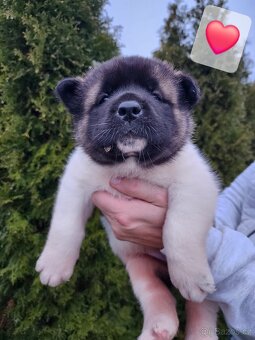 Americká akita s PP - 6