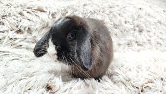 Zakrslý beránek, králíček, králík-LADY - 6