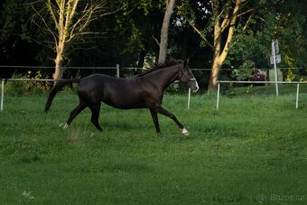 Kobyla Achalteke - 6