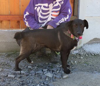 TIFANY K ADOPCI - 1 ROK, KAMARÁDSKÁ,VESELÁ,CHYTRÁ - 6