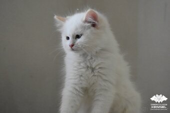 Ragdoll s PP – creme bicolor kocourek na výstavy a chov - 6