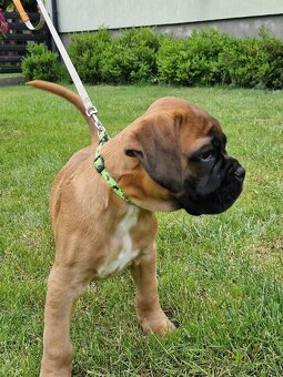 Německý boxer, štěnatka - 6