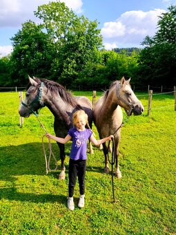 Český sportovní pony valach - 6