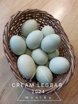 Násadová vajíčka Cream legbar - 6