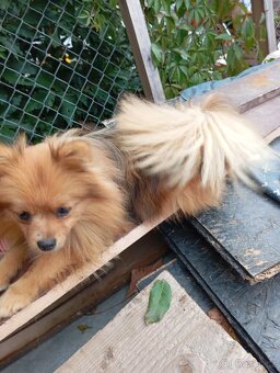 Špic  fenka bez PP-dohoda při odběru tento víkend kend - 6