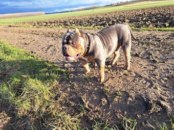 American bully Pocket s pp- KRYTÍ - 6