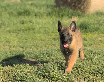 Prodám štěně BO Malinois PP - 6