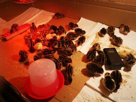 Vejce křepelek, křepelky, křepelka, násadová vajíčka - 6