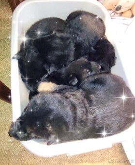 Německý ovčák - štěňata - 6