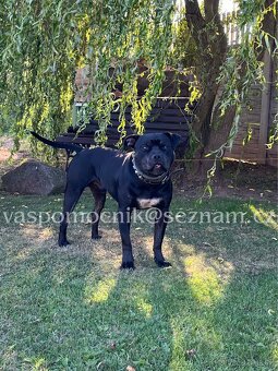 Pitbull ke krytí - 6