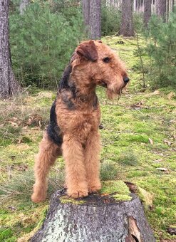 Erdelteriér- Airedale terrier, štěňata - 6