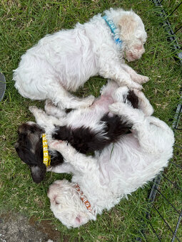 Štěňata lagotto romagnolo - italský vodní pes s PP - 6