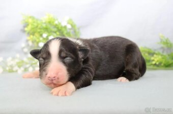 Australský ovčák s PP, blue merle a black tricolor feny - 6