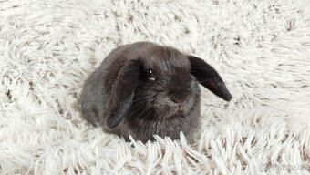 Zakrslý beránek, králíček, králík - CRISTIAN - 6