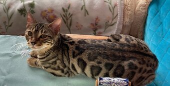 Bengálská kočka s PP - 6