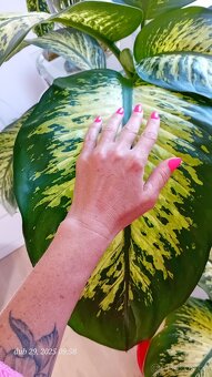 Diefenbachie II. - 6