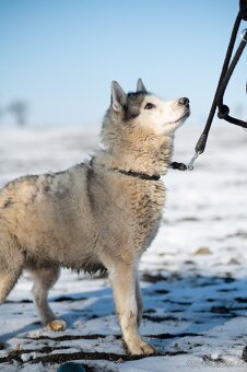 Husky s PP hledá nový domov - 6