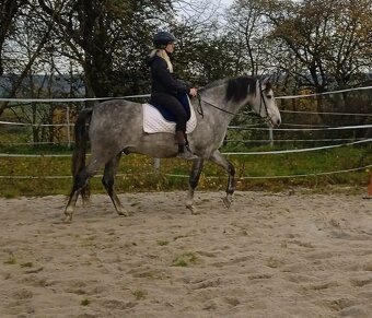 Cruzado,španělský pas,5 let - 6