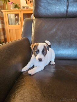 JACK RUSSELL - K REZERVACI - 6