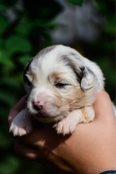 Australský ovčák s PP - blue Merle a black tri - 6