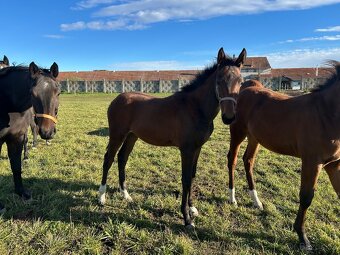 Hřebeček po Babylon Berlin - 6