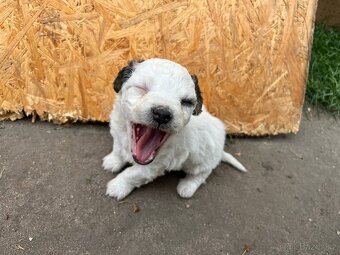 Prodám štěňata Jack Russel teriér - 6