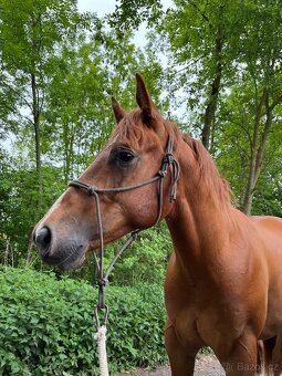 Prodám valacha American quarter horse - 6