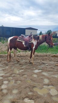 Klisny QH a PH - 6