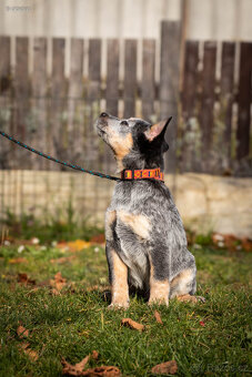 Australský honácký pes - 6