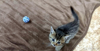 HLEDÁM DOMOV PRO KOTĚ / KOŤÁTKA PŘEROV - 6