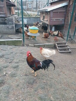 Prodám mladé kohouty - 6