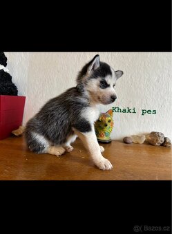 Štěňata k odběru - 6