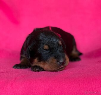 Beauceron štěńátka s PP zahraniční krytí - 6
