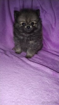 Pomeranian - 6
