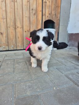 Border kolie s PP - 6